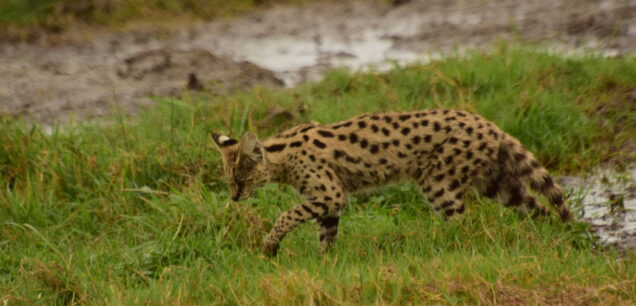 Nyerere National Park