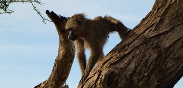 Lake Mburo National Park