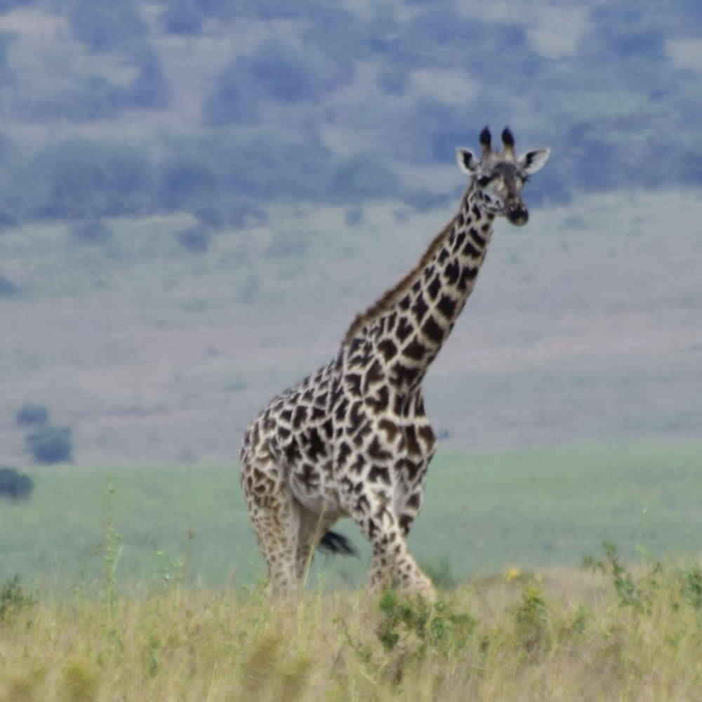 Nairobi National Park landscape