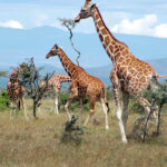 Samburu National Reserve landscape