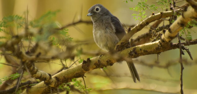 Volcanoes National Park