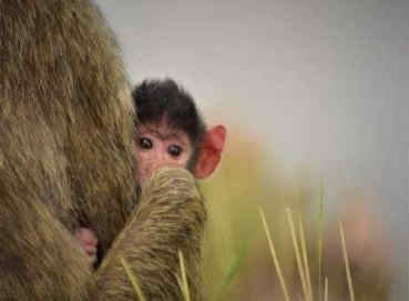 10 DAYS KENYA ADVENTURE & RWANDA GORILLA TREKKING