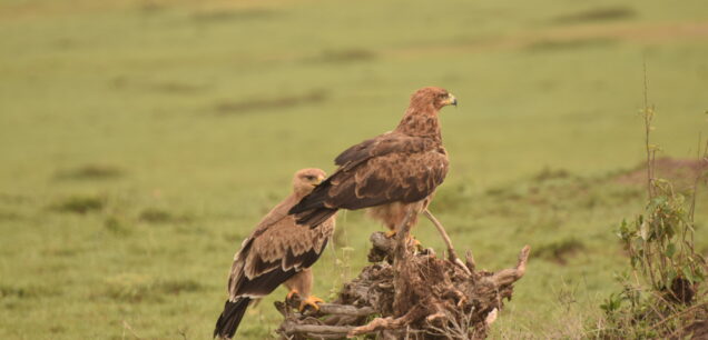 Akagera National Park