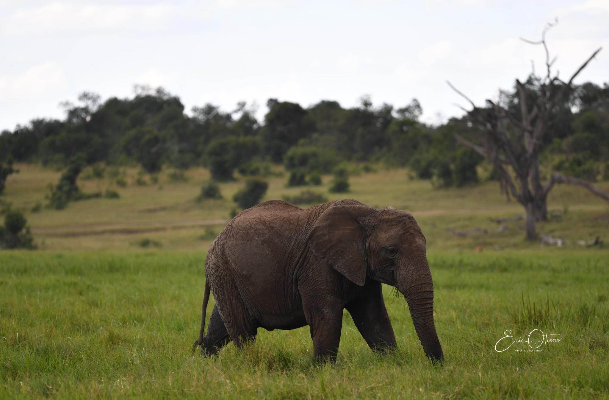 elephant-at-ol-pejeta-conservancy