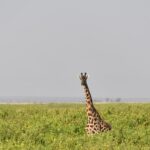 giraffe-in-amboseli-park