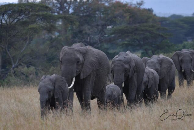 herd-of-elephants-walking
