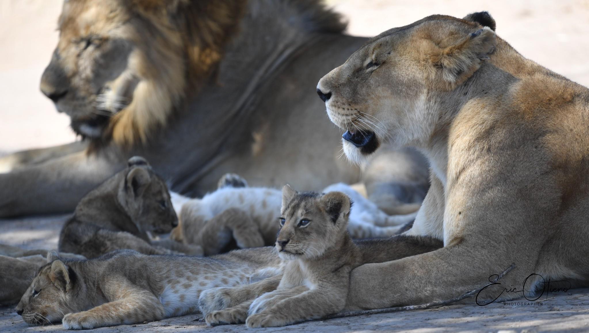 pride-of-lions