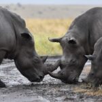 black-rhinos