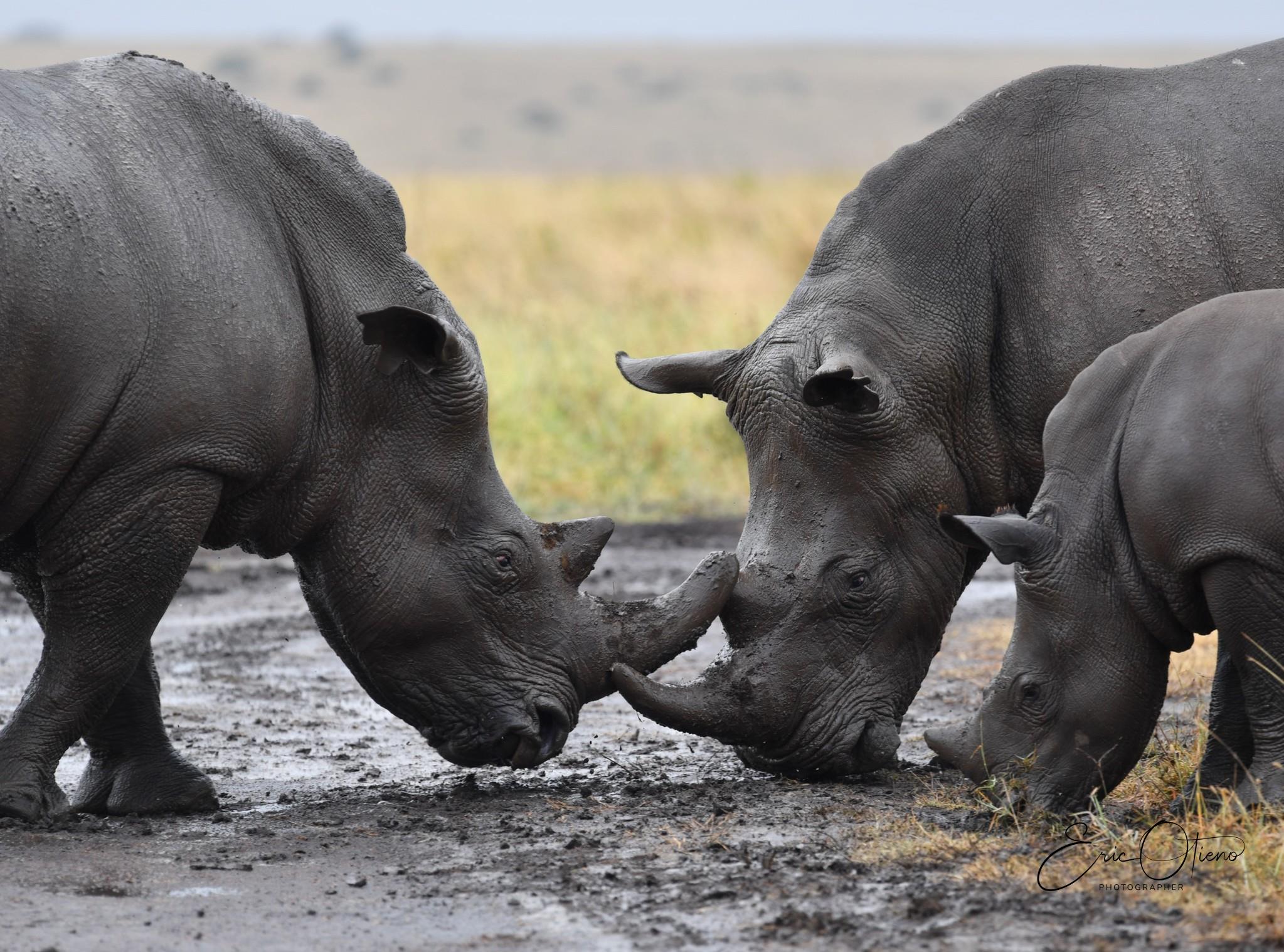 black-rhinos