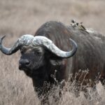 buffalo-in-the-wild