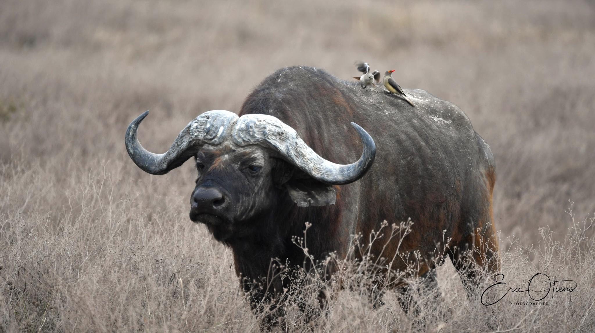 buffalo-in-the-wild