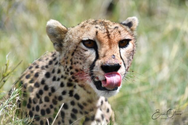 cheetah-eating