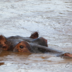 hippopotamus-in-water