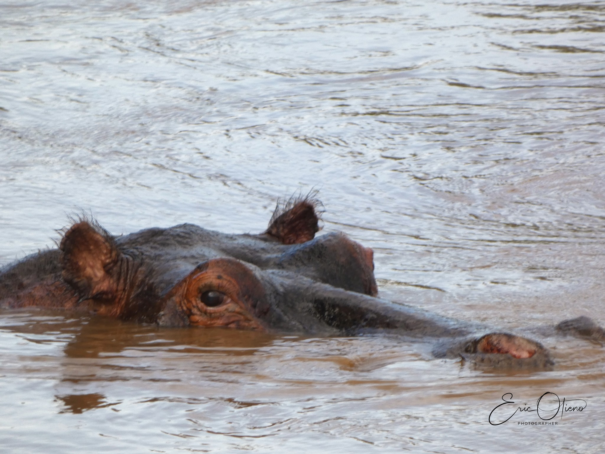 hippopotamus-in-water