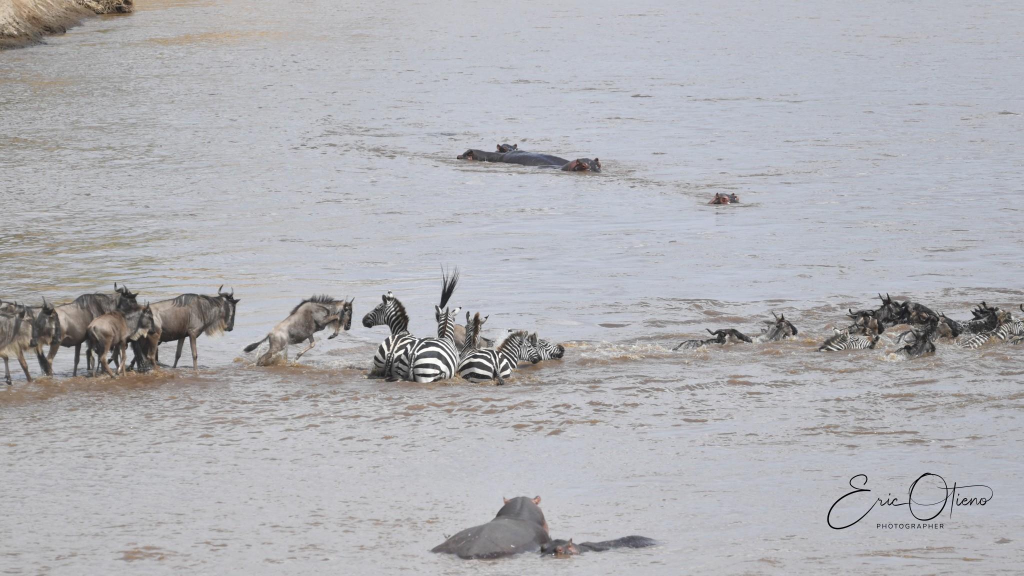 zebras-and-wild-beasts-crossing-river