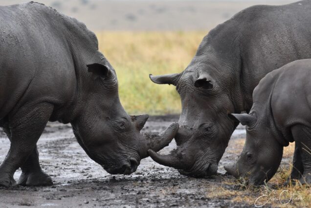 3 Days Bush Safari to Ol Pejeta Conservancy