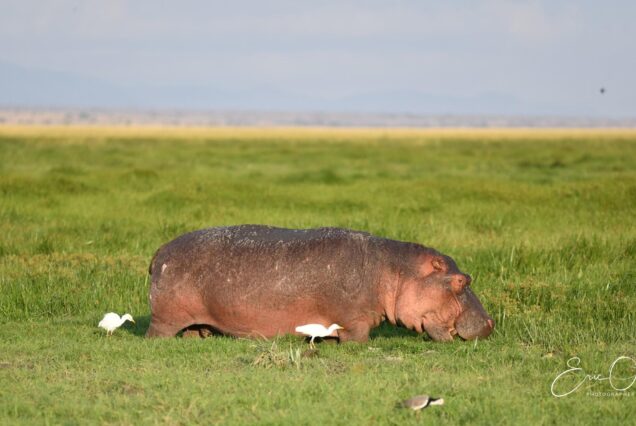 11 days safari with Esa Safaris to Lake Victoria, Masai Mara, Lake Naivasha and Amboseli National Park.
