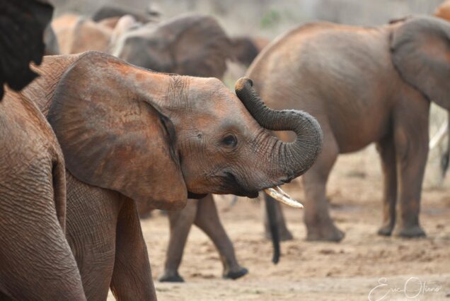 3DAYS/2NIGHTS AMBOSELI NATIONAL PARK SAFARI OFFERED IN SEPT, OCT & NOV 2026.