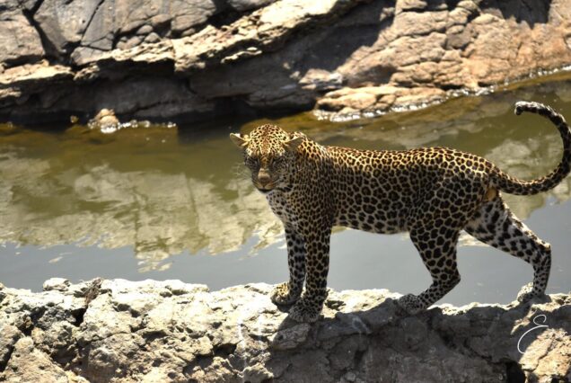 4 DAYS 3 NIGHTS MAASAI MARA SAFARI OF A LIFETIME OFFERED FOR SEPT, OCT & NOV 2026.