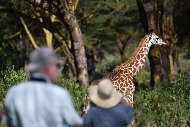 tourists-viewing-giraffe-close