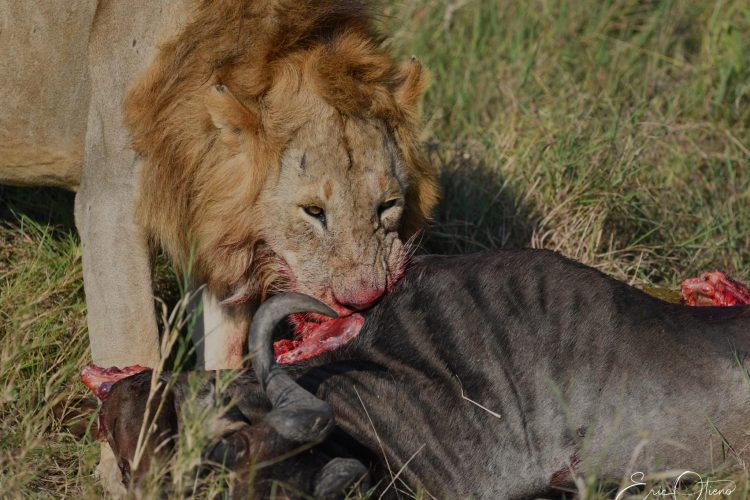 lion-feeding-on-flesh